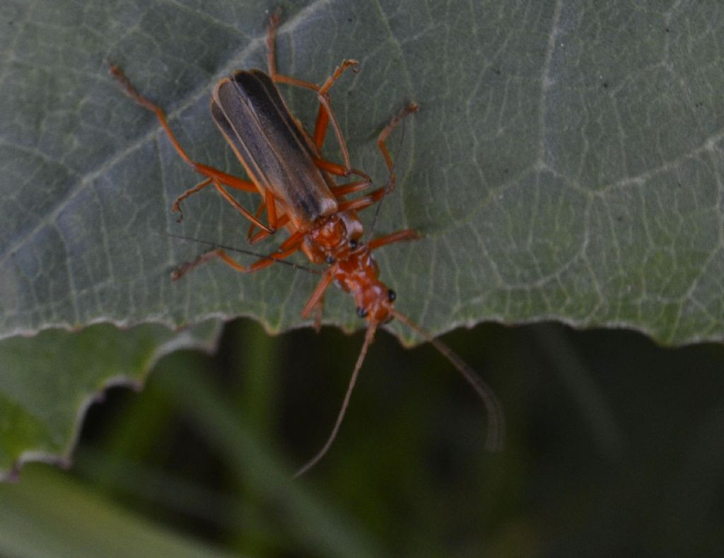 Cantharidae: Armidia signata?  Sì !